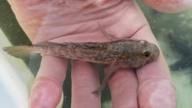 Kum keçi balığı, Pomatoschistus minute, kumsalda tuzlu suya yakalanmış, insan bir erkeğin elinde.