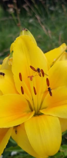 Hoverfly Polinizando Una Hermosa Flor Lirio Amarillo Cerca Con Poca — Vídeos de Stock
