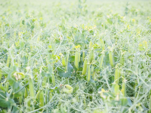 Семенные стручки садового гороха, сыпь сативы, прямо перед сбором урожая — стоковое фото