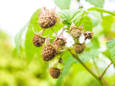 bush ile taze yeşil asılı olgunlaşmamış Ahududu yaprakları