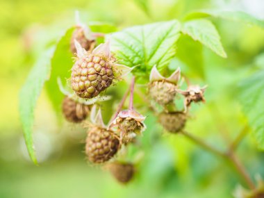 bush ile taze yeşil asılı olgunlaşmamış Ahududu yaprakları