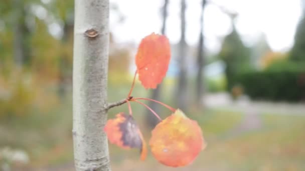 Ash tree vertrekt in wind herfst — Stockvideo