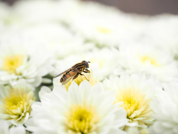 Abelha recolhendo néctar enquanto polinizava uma pilha de flores brancas w — Fotografia de Stock