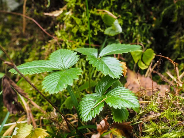 Wild green strawberry plant in forest — Stock Photo, Image