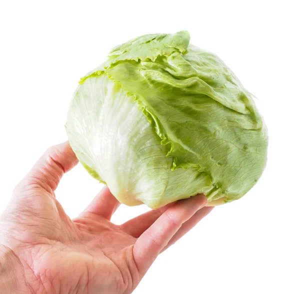 Hand holding a whole fresh green lettuce isolated towards white — Stock Photo, Image