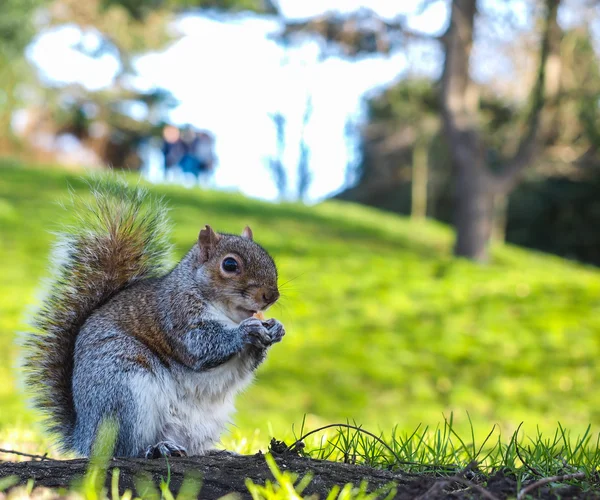 Ekorren äter på en behandling i en park — Stockfoto