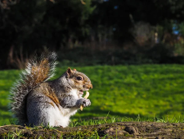 Ekorren äter på en behandling i en park — Stockfoto