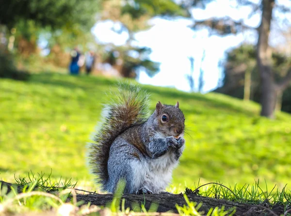 Ekorren äter på en behandling i en park — Stockfoto