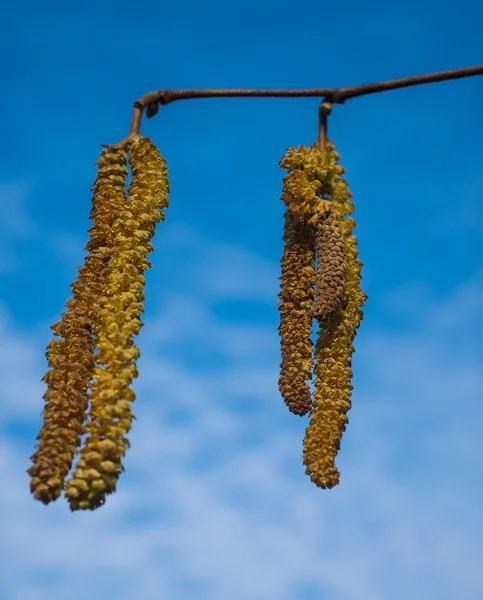 Seed buds from a birch tree hanging in front of blue sky at spri — Stock Photo, Image