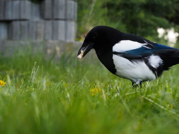 Pie eurasienne manger sur gros plan dans l'herbe verte fraîche au printemps — Photo