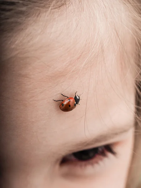 Joaninha inseto andando através da testa — Fotografia de Stock