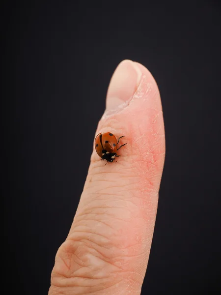 Marienkäfer, der auf einem Finger nach unten geht, isoliert in Richtung schwarzer Ba — Stockfoto