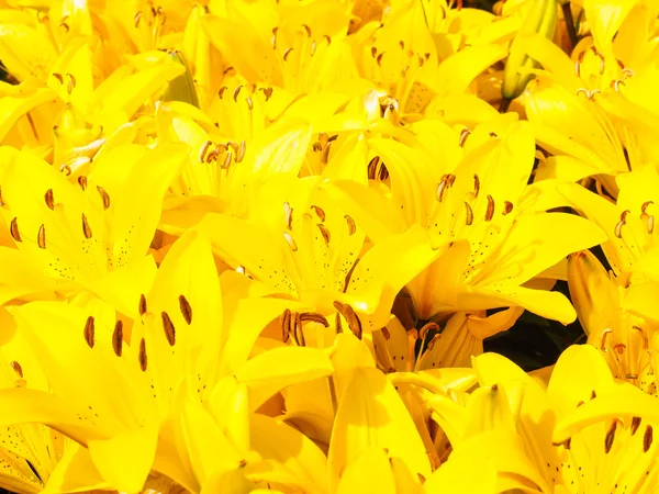 Beautiful bouquet of yellow lilies — Stock Photo, Image