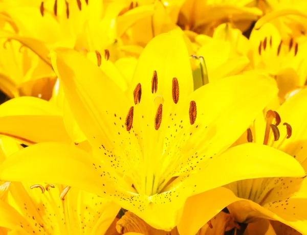Прекрасный букет желтых лилий — стоковое фото