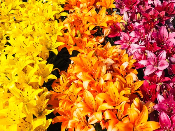 Beautiful rows with yellow, orange and dark pink lilies — Stock Photo, Image