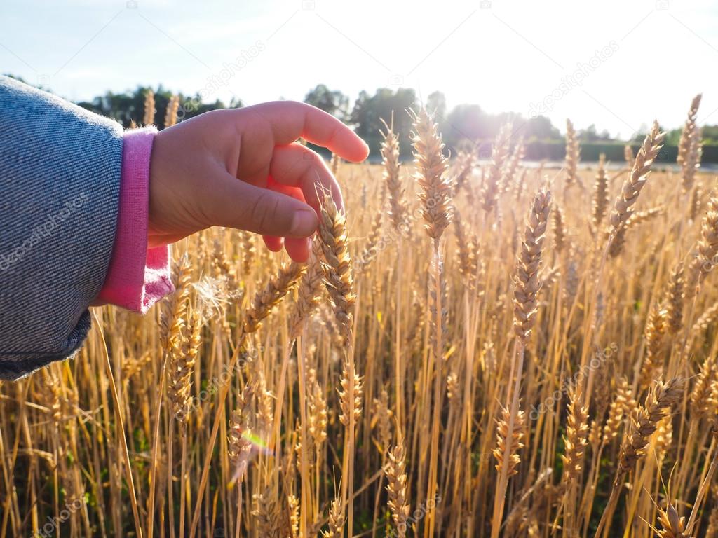 Child touching wheat grain on a field at close up