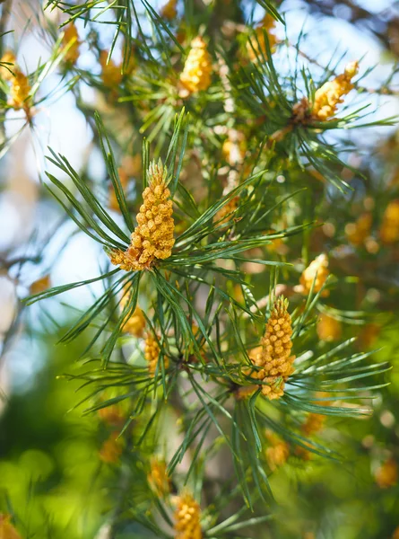 Polinização sempre verde em abeto em close-up na floresta — Fotografia de Stock