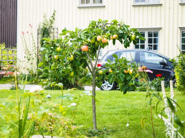 Pequeño manzano frente a la casa beige en el jardín — Foto de Stock