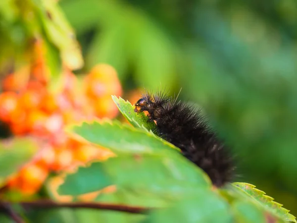 Furia oruga marrón oscuro comiendo en una hoja verde fresca —  Fotos de Stock