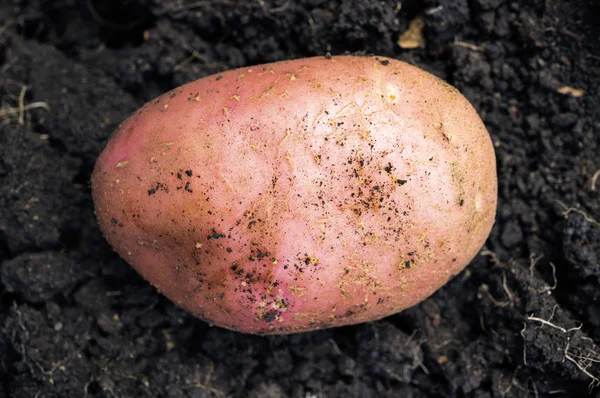 地面に新鮮なジャガイモ — ストック写真