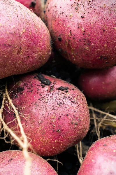 Verse aardappelteelt — Stockfoto