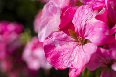 güzel çiçek arkaplanı