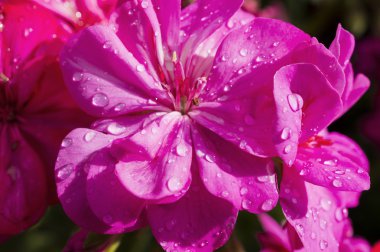 güzel çiçek arkaplanı