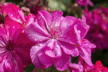 güzel çiçek arkaplanı