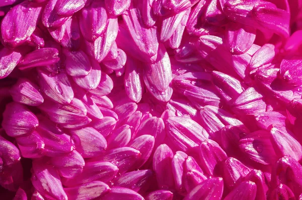 Aster petals background — Stock Photo, Image