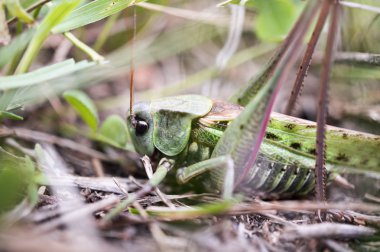 Çekirge yaprakları