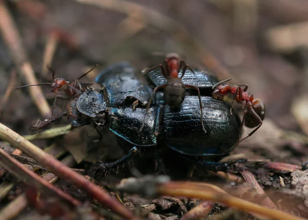 Escarabajo muerto con hormigas —  Fotos de Stock