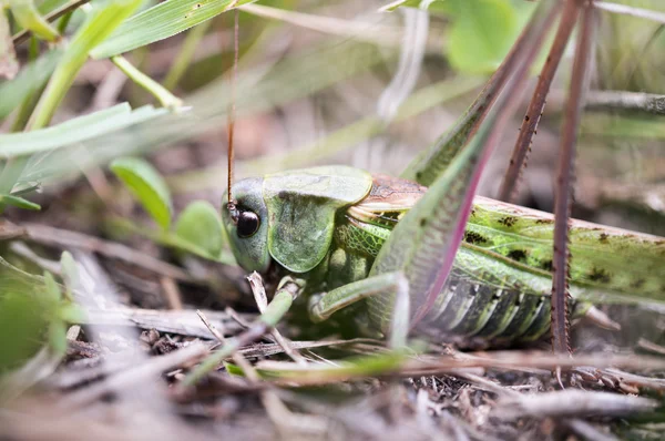 Çekirge yaprakları