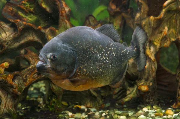 Piranha fisken i akvariet — Stockfoto