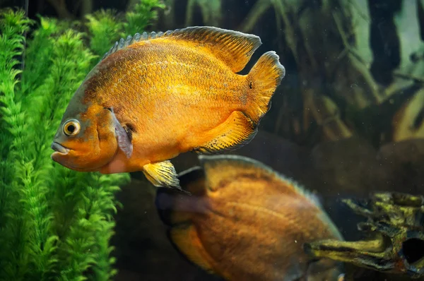 Oscar fiskar i akvarium — Stockfoto