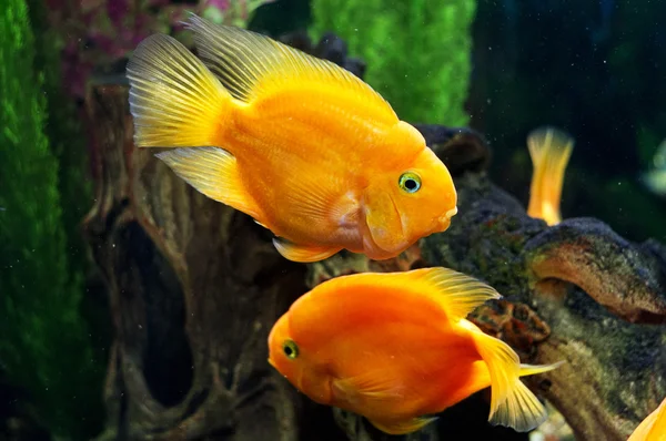 Papagáj hal akvárium — Stock Fotó