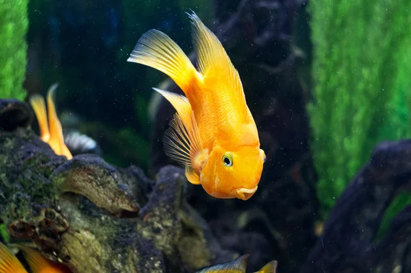 Papageienfische im Aquarium — Stockfoto