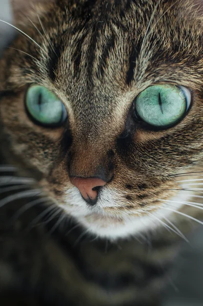 Gato com olhos verdes — Fotografia de Stock