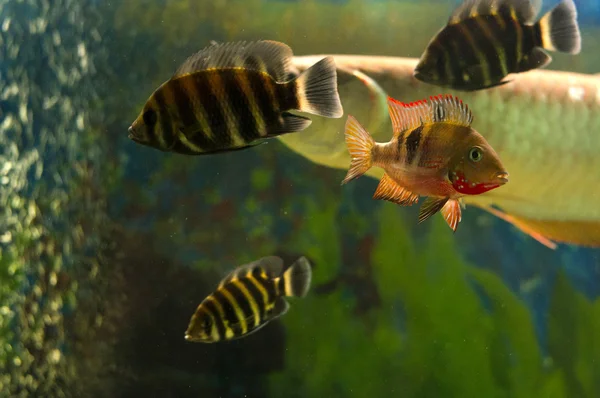 Риб в акваріум — стокове фото