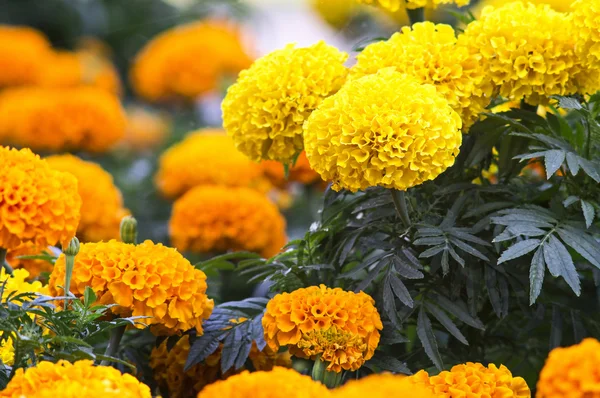 Hermosas flores de caléndula —  Fotos de Stock