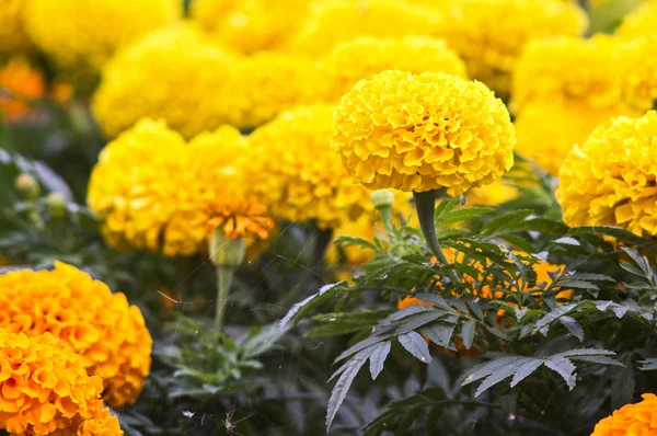 Hermosas flores de caléndula —  Fotos de Stock