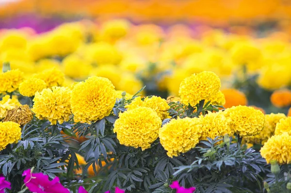 Mooie Goudsbloem bloemen — Stockfoto