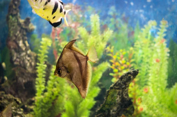 Vissen in een aquarium — Stockfoto