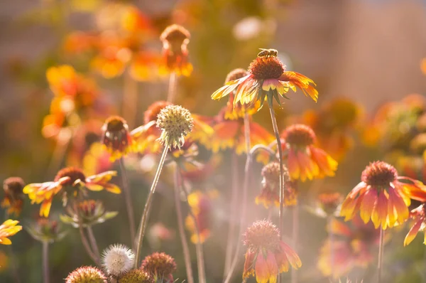 Hermosas flores de equinácea — Foto de Stock