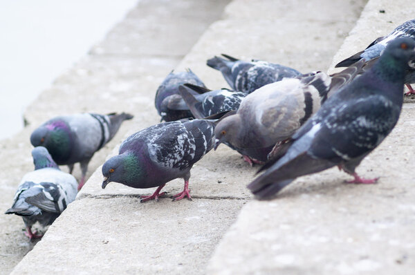 Lots of pigeons