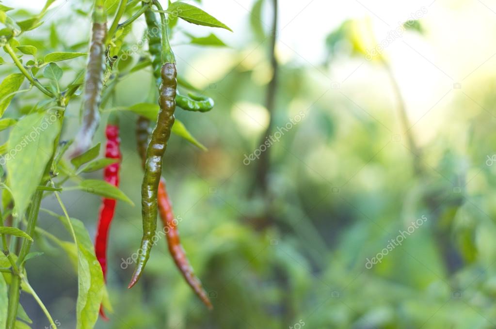 Chili peppers in garden