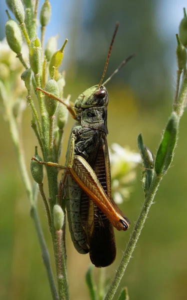 Locust — Stock fotografie