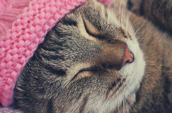 Sovande katt i en rosa hatt — Stockfoto