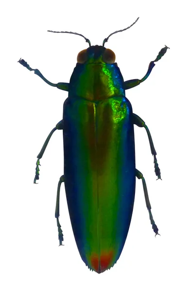 Escarabajo joya — Archivo Imágenes Vectoriales