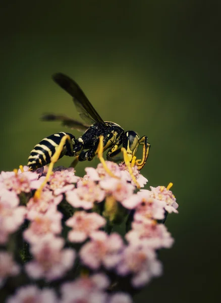 Wasp — Stockfoto