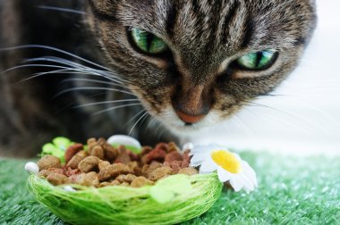 kedi yiyor.
